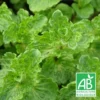 Menthe Crispée Bio/lot De 3 Godets -Jardin Harmonie Soldes Boutique 63f4ef90681304.23895787