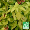 Sauge Ananas Doré Bio/lot De 3 Godets -Jardin Harmonie Soldes Boutique 63f4ef9186f813.63994448
