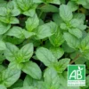 Menthe Cassis Bio/lot De 5 Godets -Jardin Harmonie Soldes Boutique 63f4ef92cc07a8.46101618