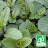 Menthe Anis Bio/lot De 5 Godets -Jardin Harmonie Soldes Boutique 63f4ef95370e23.62241094