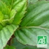 Menthe Basilic Bio/lot De 9 Godets -Jardin Harmonie Soldes Boutique 63f4ef9c434702.63859728