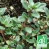 Thym Chevelu Comosus Bio/lot De 5 Godets 2 Thym Chevelu Comosus Bio/lot De 5 Godets -Jardin Harmonie Soldes Boutique 63f4efbdc53391.52238336