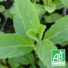 Menthe De Yakima Bio/lot De 5 Godets -Jardin Harmonie Soldes Boutique 63f4efc96cff85.12799625