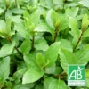 Menthe Suisse Bio/lot De 3 Godets -Jardin Harmonie Soldes Boutique 63f4efcef38454.27394775