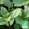 Menthe Réglisse Bio/lot De 3 Godets -Jardin Harmonie Soldes Boutique 63f4efdb8df513.72942179