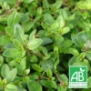 Thym Serpolet Serpyllum Bio/lot De 3 Godets -Jardin Harmonie Soldes Boutique 63f4eff5a64195.95446080