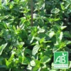 Menthe Bergamote Bio/lot De 5 Godets -Jardin Harmonie Soldes Boutique 63f4f0034c0274.09000900