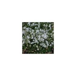 Thym Précoce Praecox Albiflorus/lot De 5 Godets