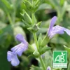 Sauge à Feuilles De Lavande Bio/lot De 9 Godets -Jardin Harmonie Soldes Boutique 63f4f00db58e58.58457742