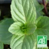 Menthe à Tiges Rouges Bio/lot De 5 Godets -Jardin Harmonie Soldes Boutique 63f4f01ea43b59.93042359