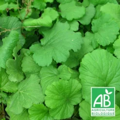 Benoîte Commune Bio/lot De 5 Godets