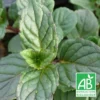 Menthe Agnes Bio/lot De 9 Godets -Jardin Harmonie Soldes Boutique 63f4f058223224.66818470