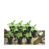 Achillée Tomenteuse Aurea/lot De 9 Godets -Jardin Harmonie Soldes Boutique 63f4f05923ef80.73173262