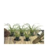 Ciboule Fistulosum/lot De 5 Godets -Jardin Harmonie Soldes Boutique 63f4f197575a67.50219210