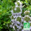 Thym Luisant Nitens Bio/lot De 3 Godets -Jardin Harmonie Soldes Boutique 63f4f19a0abbd6.79464071