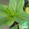 Menthe Orange Bio/lot De 3 Godets -Jardin Harmonie Soldes Boutique 63f4f19dd9ef96.49215779