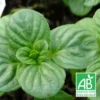 Menthe Aquatique Bio/lot De 9 Godets -Jardin Harmonie Soldes Boutique 63f4f1adc8d265.59360449