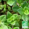Thym Citron Bio/lot De 5 Godets -Jardin Harmonie Soldes Boutique 63f4f1b56f23c7.15898793