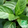 Menthe Poivrée Officinale Bio/lot De 9 Godets -Jardin Harmonie Soldes Boutique 63f4f1bb317804.32201117