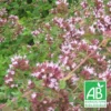 Origan Vulgare Bio/lot De 9 Godets -Jardin Harmonie Soldes Boutique 63f4f1ce9c97f4.77326688