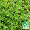 Thym Serpolet Serpyllum Blanc Bio/lot De 3 Godets -Jardin Harmonie Soldes Boutique 63f4f20baf3d47.75299935