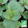 Menthe Gingembre Bio/lot De 9 Godets -Jardin Harmonie Soldes Boutique 63f4f2170eb728.15818872