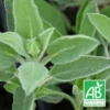 Sauge Officinale Bio/lot De 9 Godets -Jardin Harmonie Soldes Boutique 63f4f218291765.85986400
