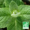 Menthe Pomme Bio/lot De 9 Godets -Jardin Harmonie Soldes Boutique 63f4f240f28db0.21662499