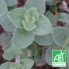 Origan Hot And Spicy Bio/lot De 9 Godets -Jardin Harmonie Soldes Boutique 63f4f24a159023.14894783