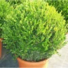 Buxus Microphylla 'faulkner' (buis Commun ) - Taille Pot De 7 Litres ? 80/100 Cm -Jardin Harmonie Soldes Boutique 63fca30f8e6e40.62452935