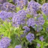 Ceanothe X Italian Skies/pot De 4l - 40/60 Cm -Jardin Harmonie Soldes Boutique 63fdf4475236b9.81701595