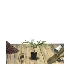 Ceanothe X Italian Skies/pot De 4l - 40/60 Cm -Jardin Harmonie Soldes Boutique 63fdf4475cbea7.28765131