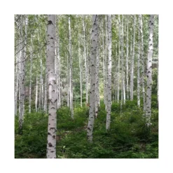 Bouleau Utilis Doorenbos/pot De 10l - 175/200 Cm -Jardin Harmonie Soldes Boutique 63fdf44b2f8ad8.14824164