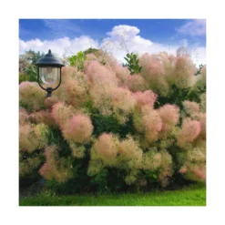 Arbre à Perruque Coggygria Young Lady/pot De 4l - 60/120 Cm -Jardin Harmonie Soldes Boutique 63fdf44cdb46d9.81468895