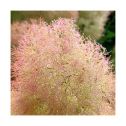 Arbre à Perruque Coggygria Young Lady/pot De 4l - 60/120 Cm -Jardin Harmonie Soldes Boutique 63fdf44cdfcca8.08856198