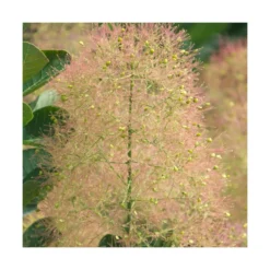 Arbre à Perruque Coggygria Young Lady/pot De 4l - 60/120 Cm -Jardin Harmonie Soldes Boutique 63fdf44ce79c90.42812212