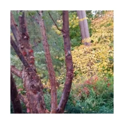 Érable à écorce De Papier/pot De 10l - 80/120 Cm -Jardin Harmonie Soldes Boutique 63fdf450748b14.20055065