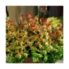 Abélie à Grandes Fleurs Kaleidoscope®/pot De 4l - 40/60 Cm -Jardin Harmonie Soldes Boutique 63fdf45356c787.47251377