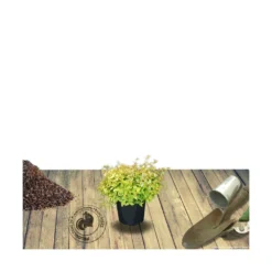 Abélie à Grandes Fleurs Kaleidoscope®/pot De 4l - 40/60 Cm -Jardin Harmonie Soldes Boutique 63fdf45371a337.71584706