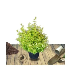 Abélie à Grandes Fleurs Kaleidoscope®/pot De 4l - 40/60 Cm -Jardin Harmonie Soldes Boutique 63fdf4537c3952.20059920