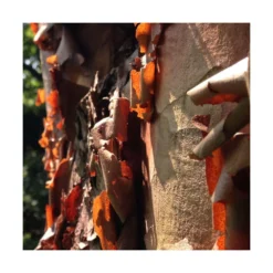 Érable à écorce De Papier/pot De 18 L - 125/150 -Jardin Harmonie Soldes Boutique 63fdf45554a968.08394350