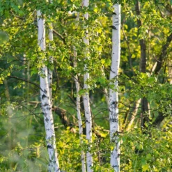 Bouleau Verruqueux/pot De 10l - 175/200 Cm