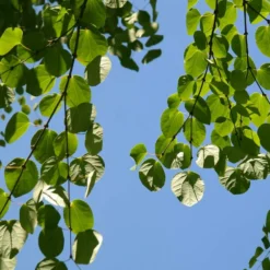 Arbre Au Caramel Japonicum/pot De 5l - 80/100 Cm 10 Arbre Au Caramel Japonicum/pot De 5l - 80/100 Cm -Jardin Harmonie Soldes Boutique 63fdf472835572.34793478