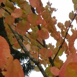 Arbre Au Caramel Japonicum/pot De 5l - 80/100 Cm 13 Arbre Au Caramel Japonicum/pot De 5l - 80/100 Cm -Jardin Harmonie Soldes Boutique 63fdf4728e9946.94455242