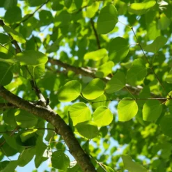 Arbre Au Caramel Japonicum/pot De 5l - 80/100 Cm 12 Arbre Au Caramel Japonicum/pot De 5l - 80/100 Cm -Jardin Harmonie Soldes Boutique 63fdf472927303.75361738