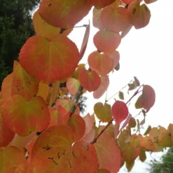 Arbre Au Caramel Japonicum/pot De 5l - 80/100 Cm 11 Arbre Au Caramel Japonicum/pot De 5l - 80/100 Cm -Jardin Harmonie Soldes Boutique 63fdf4729a6164.27611430