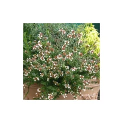Abélie à Grandes Fleurs Sherwood/pot De 4l - 40/60 Cm -Jardin Harmonie Soldes Boutique 63fdf47942f355.03735194