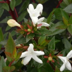 Abélie à Grandes Fleurs Sherwood/pot De 4l - 40/60 Cm -Jardin Harmonie Soldes Boutique 63fdf479539733.36516078