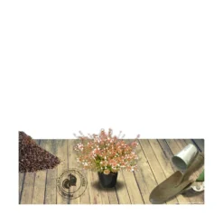Abélie à Grandes Fleurs Sherwood/pot De 4l - 40/60 Cm -Jardin Harmonie Soldes Boutique 63fdf47959f271.84221600