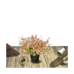 Abélie à Grandes Fleurs Sherwood/pot De 4l - 40/60 Cm -Jardin Harmonie Soldes Boutique 63fdf4795d6a39.50683103
